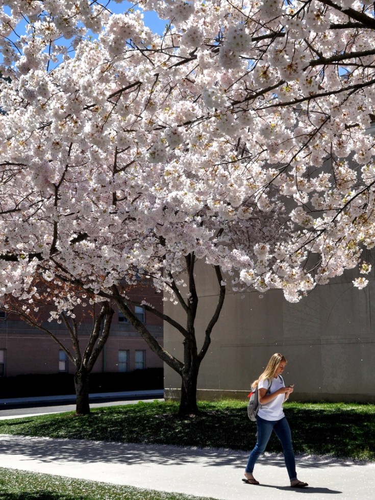 Tree Blossom