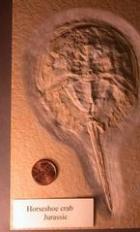 Peabody Museum collection, New Haven CT