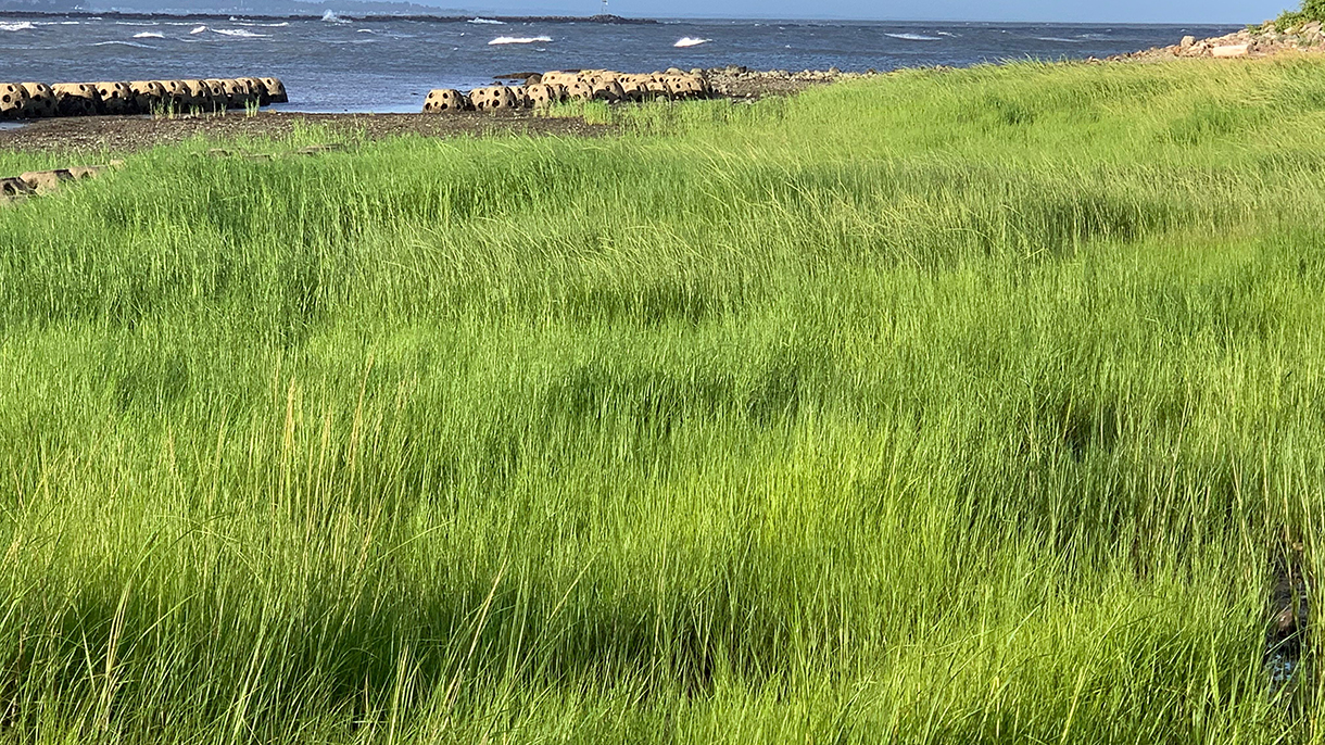 Living Shorelines in Connecticut