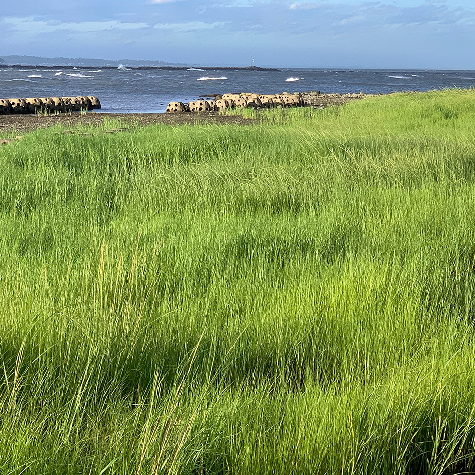 Living Shorelines in Connecticut