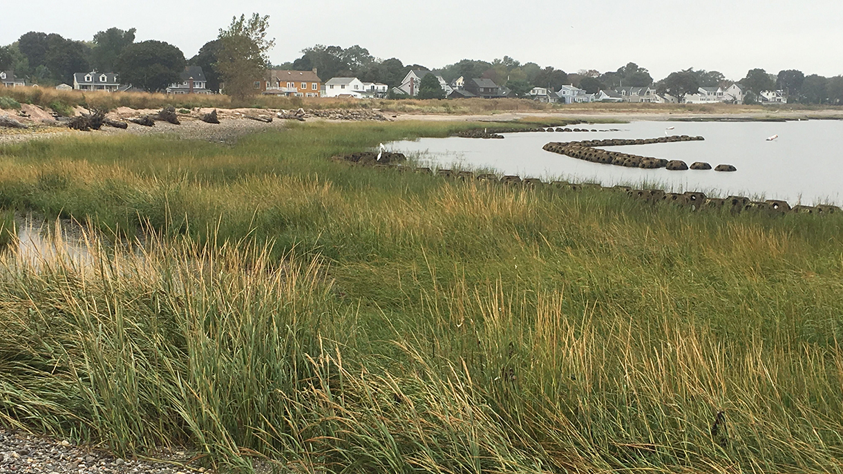 Living Shorelines in Connecticut