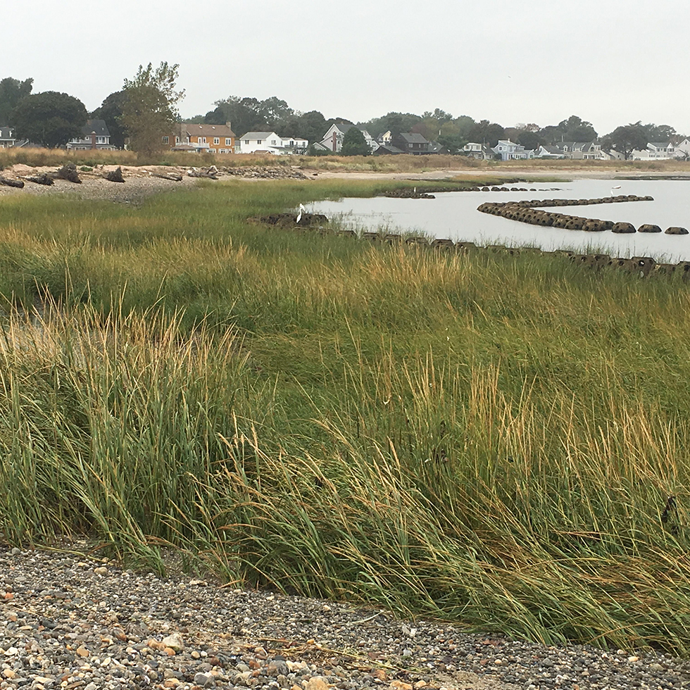 Living Shorelines in Connecticut