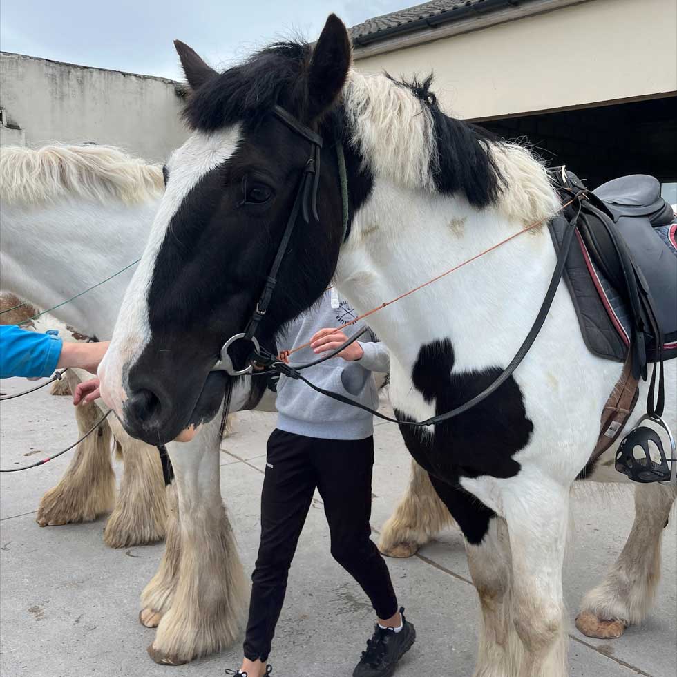 Majestic horses in the streets of Dingle.
