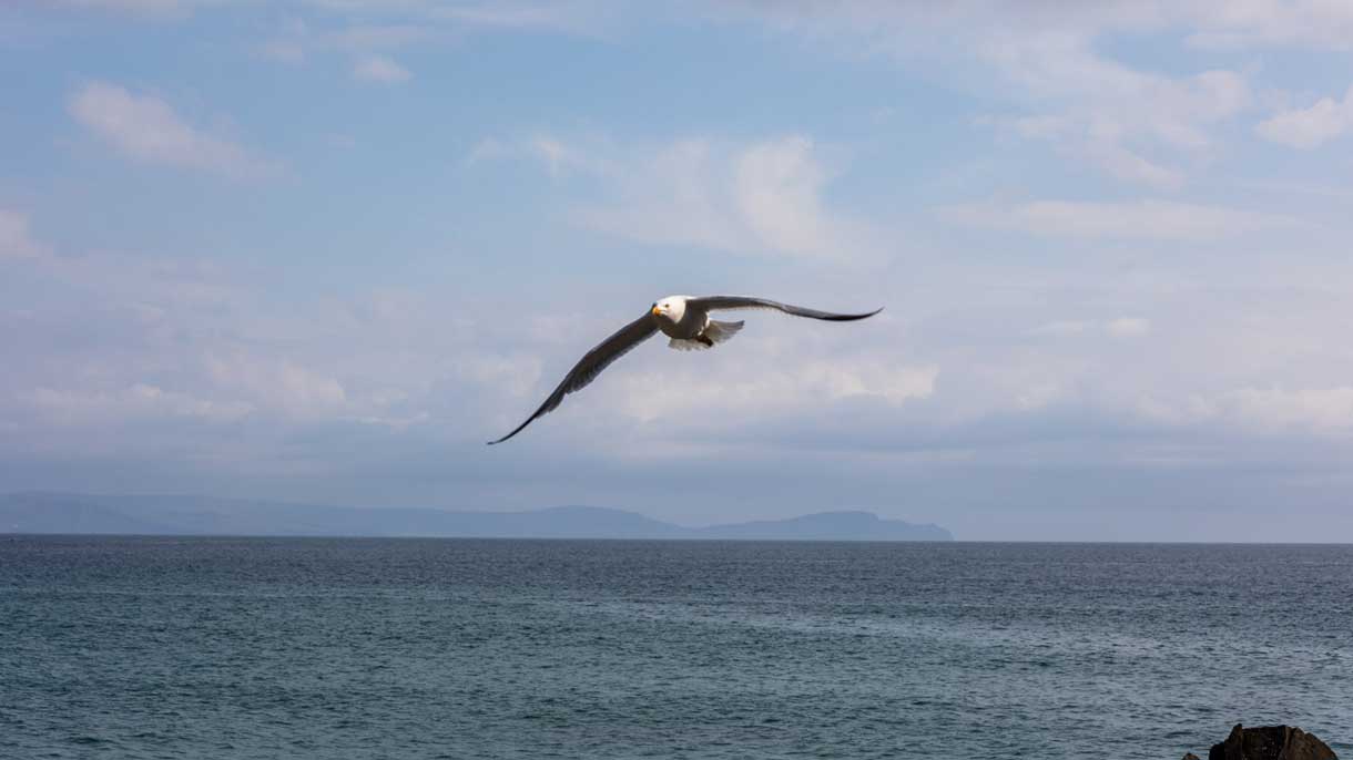 Eagle flying over the water