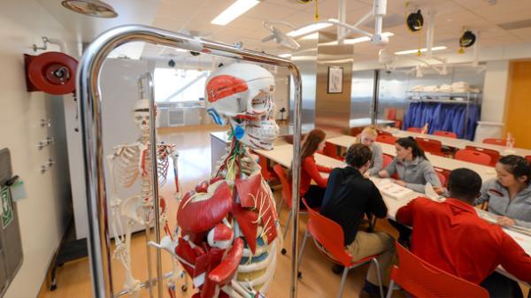 skeleton in an anatomy lab