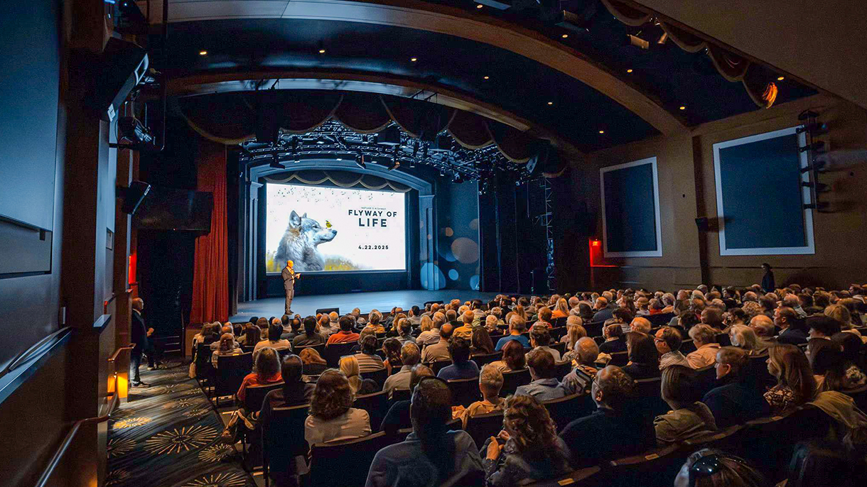 Theatre crowd watching Flyway of Life on screen