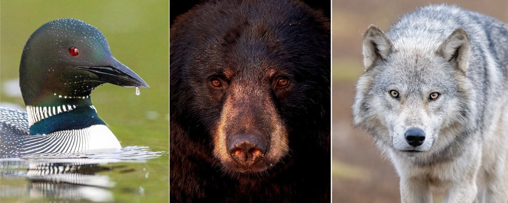 Loon, bear and wolf