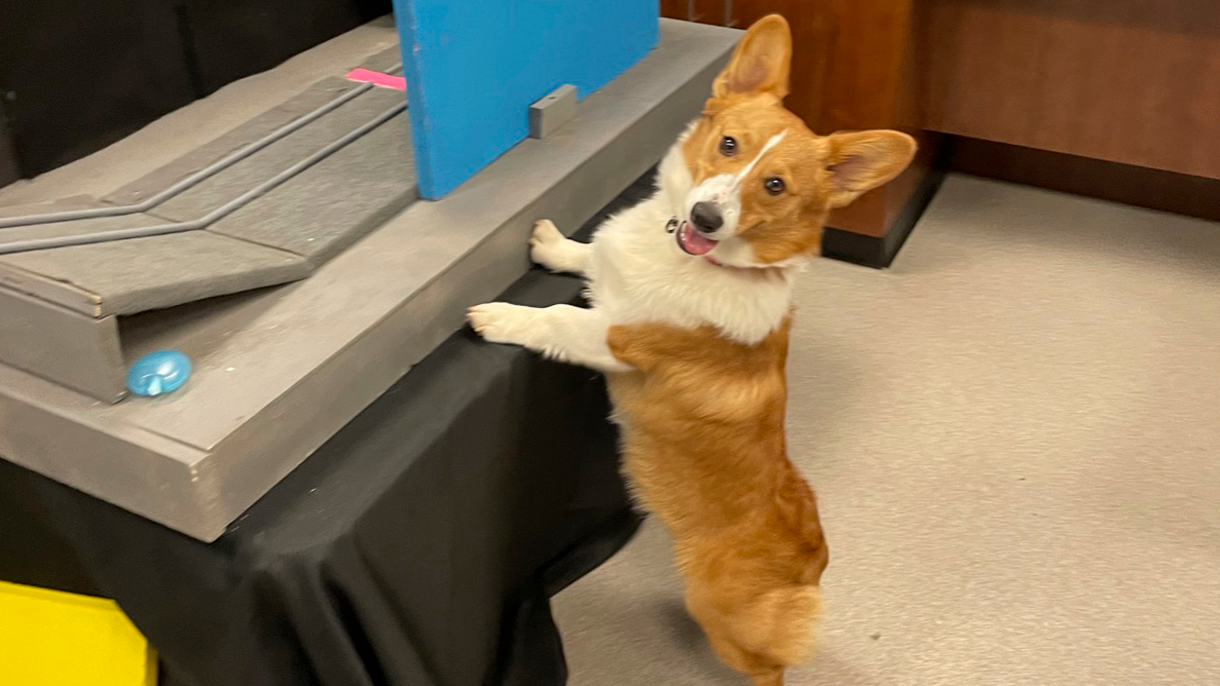 Hank (dog)