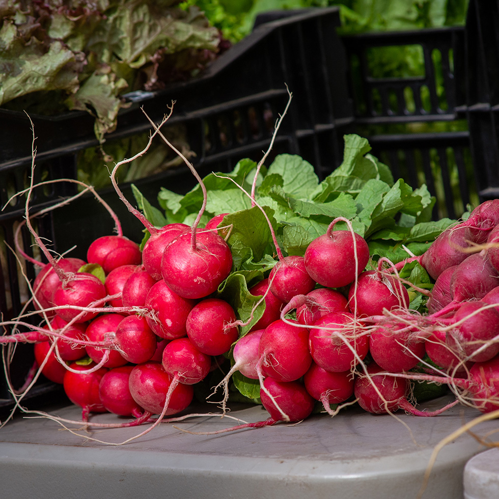 Bridgeport Farmers Market