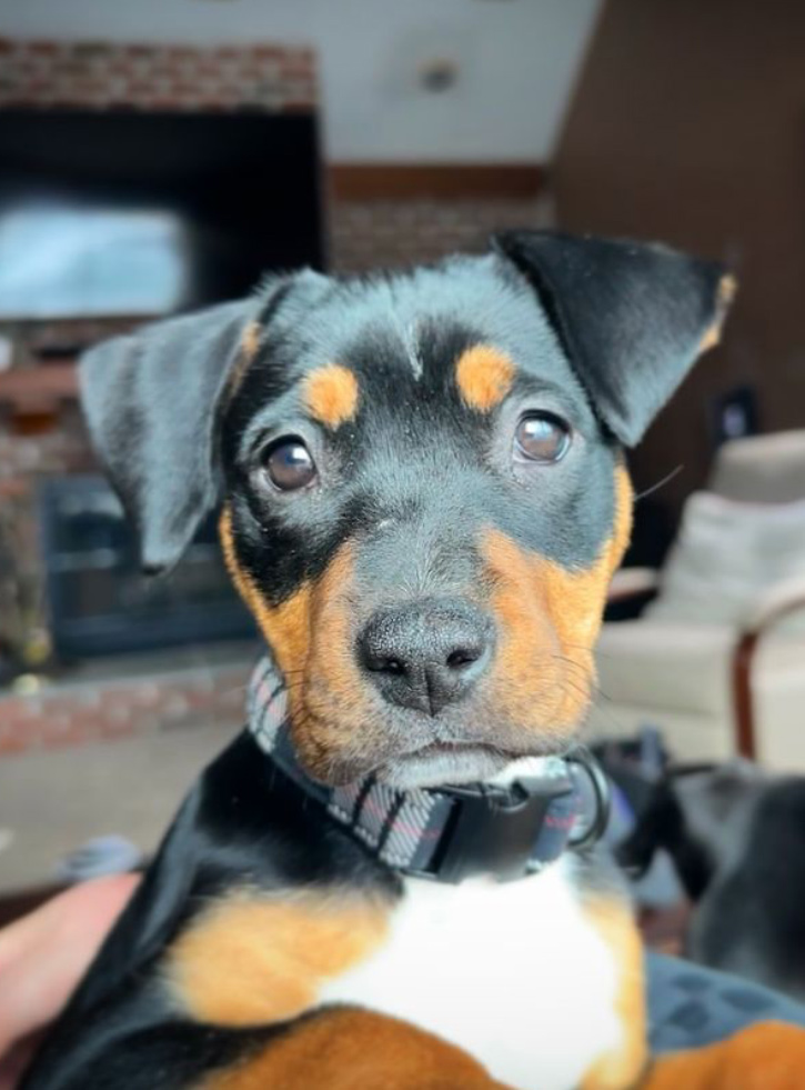 Dog