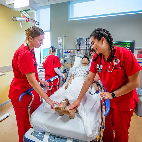 nursing students take the pulse of a medical mannequin in a lab setting