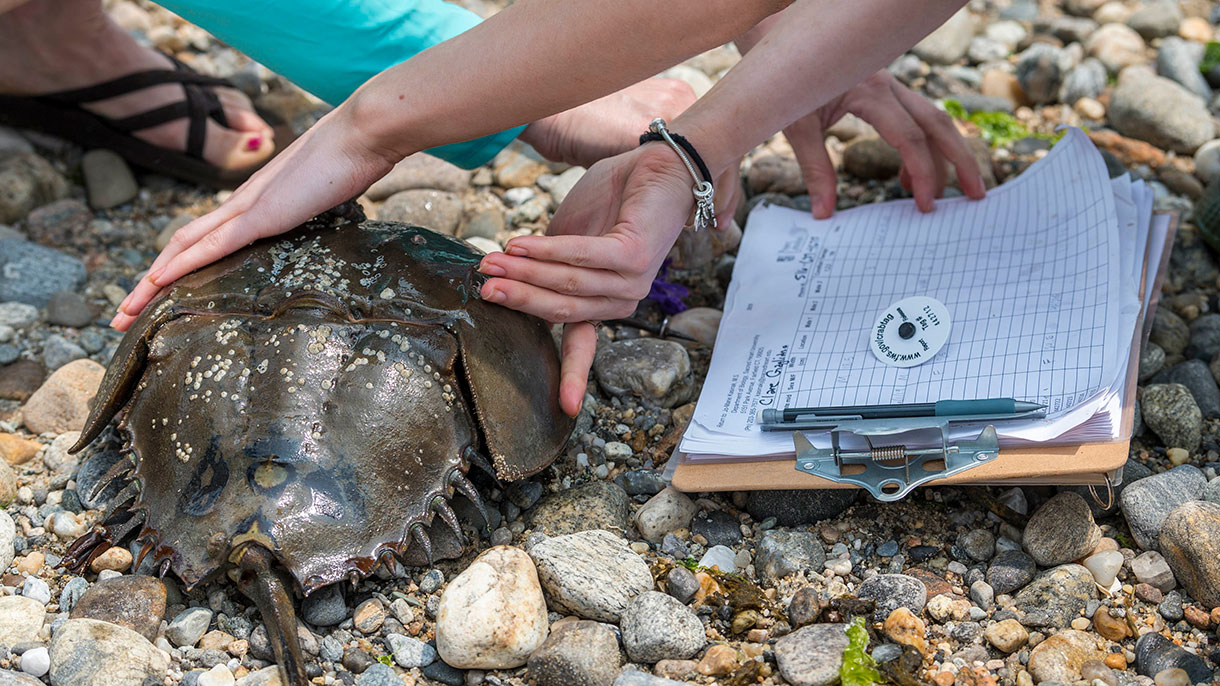 students tagging wildlife
