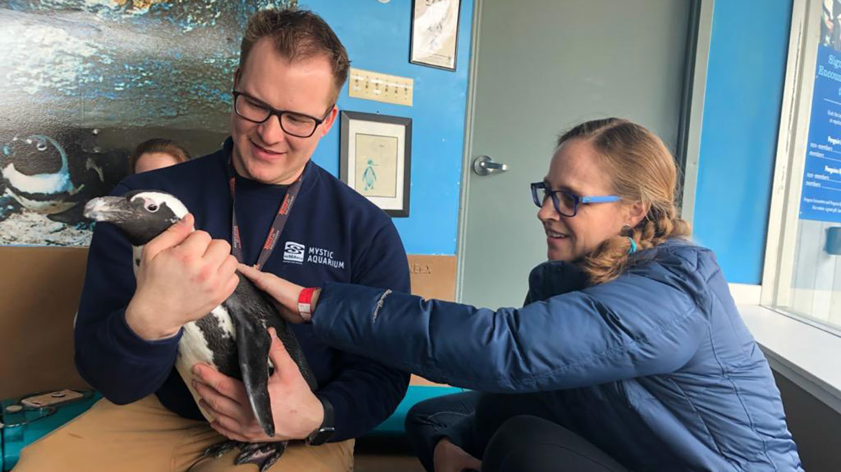 two people holding a penguin