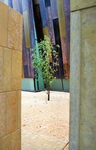 Tree outside the chapel