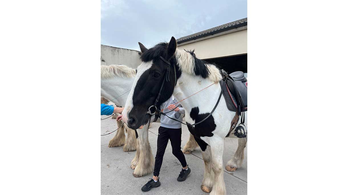 Majestic horses in the streets of Dingle.