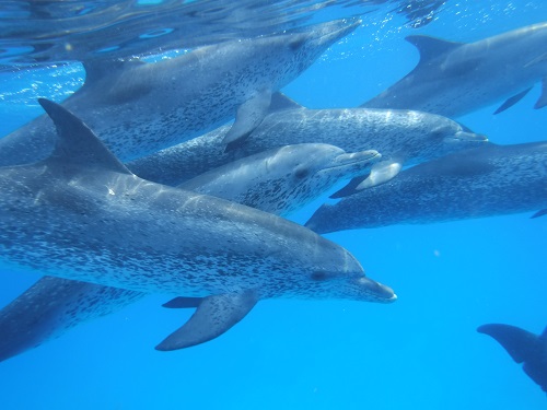 Dolphins