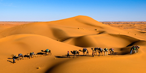 camels in the dessert