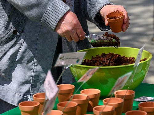 Hands scooping soil into a small pot