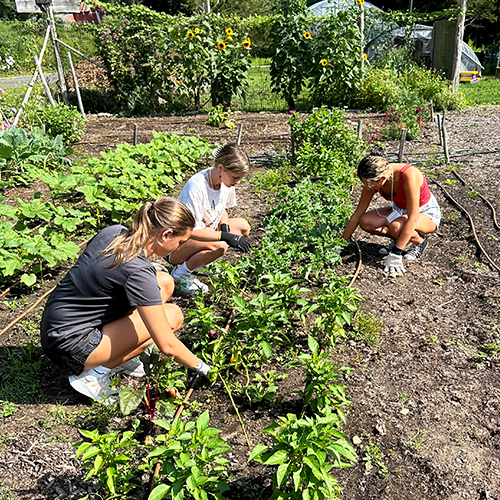 three people working in a garden