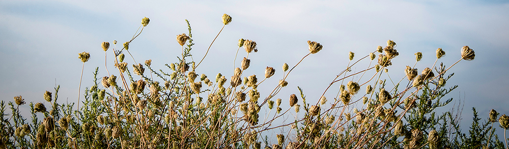 Coastal sea grass