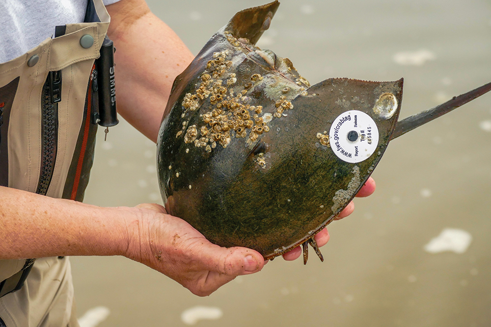 Tagged horseshoe crab