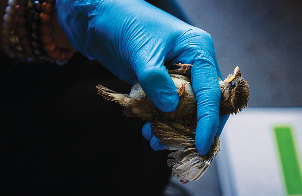 Bird being held in gloved hand