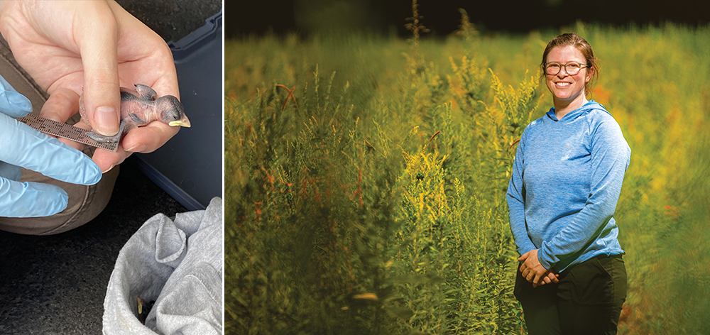 Collage of someone holding a bird in their hand and Emily Levy in a field
