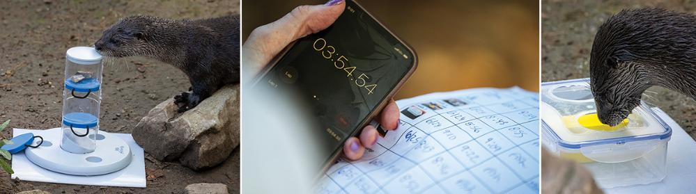 Collage of photos of timing otters to get their treat from the puzzle