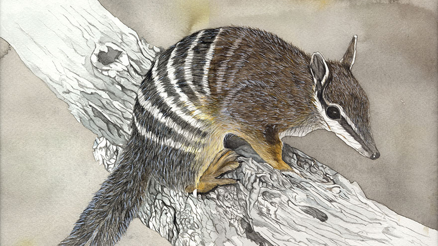 drawing of an animal