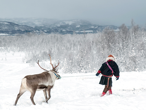 Person guiding a reindeer through the snow